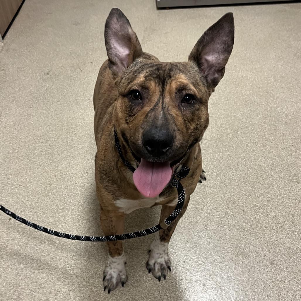 Enlarge Tazz, a Adoptable mixed breed in Bristol, IN image 3/3