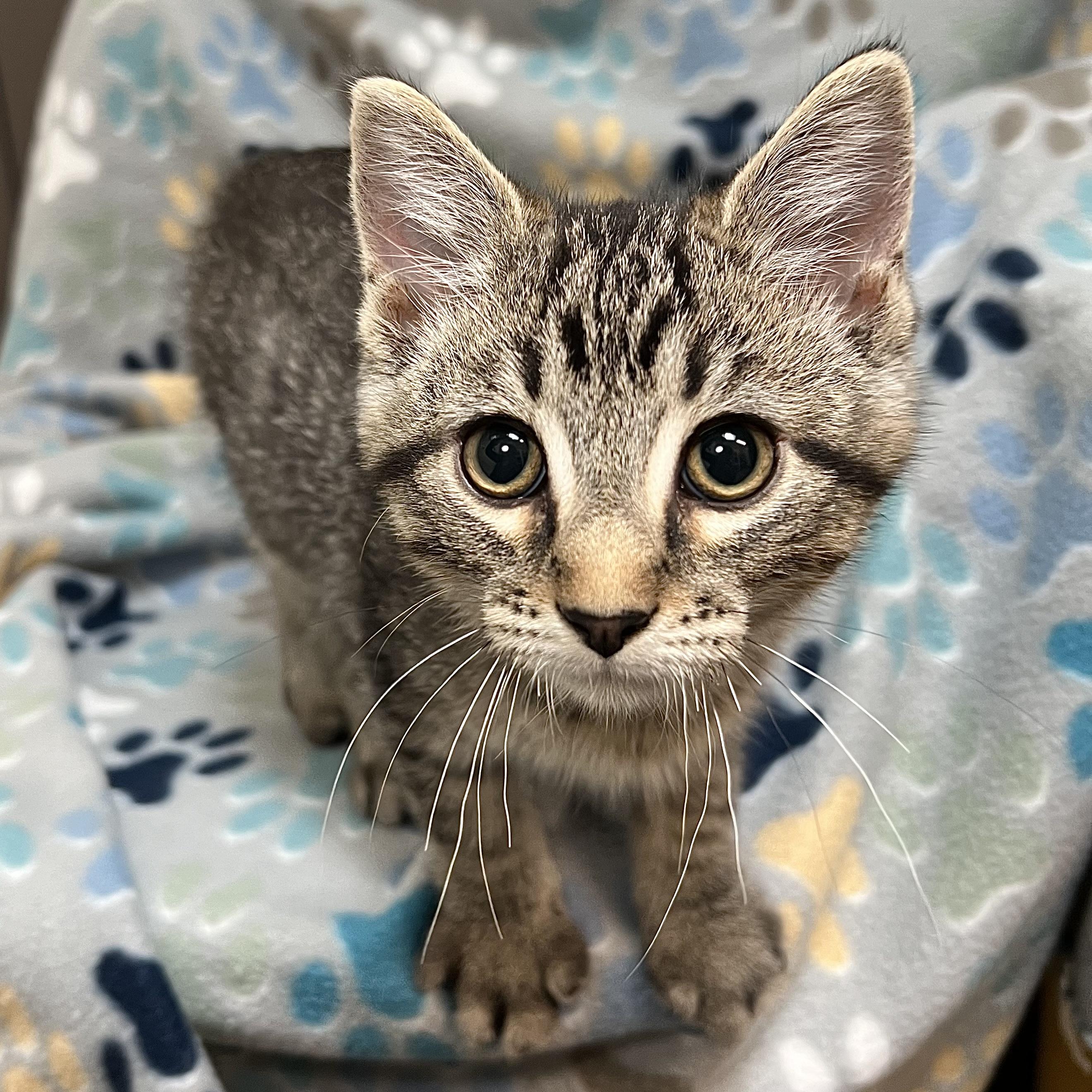 Hanson - At PetSmart in Mankato, Adoptable, Young Male Domestic Short Hair.