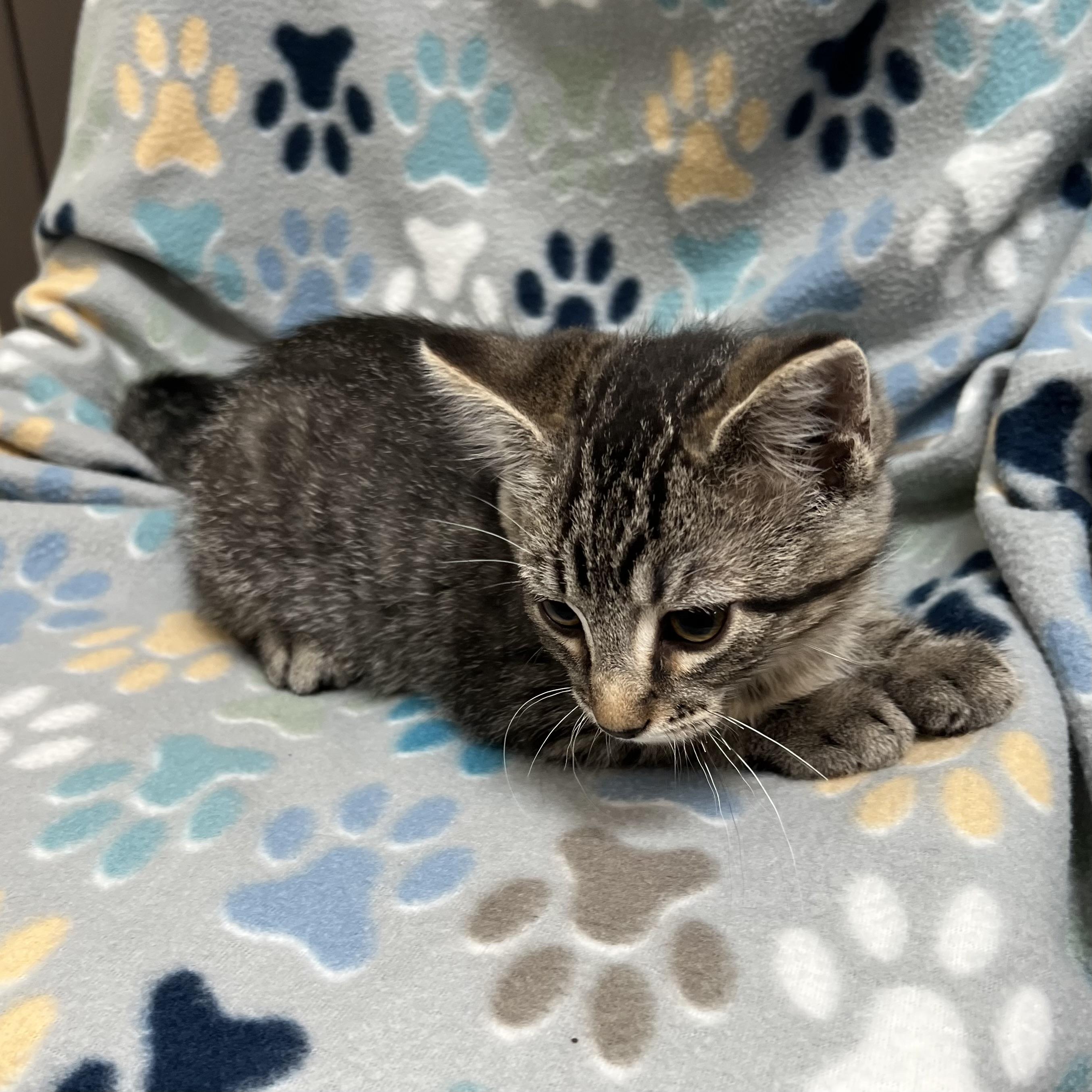 Hanson - At PetSmart in Mankato, a Adoptable Domestic Short Hair in Fairmont, MN image 3/4