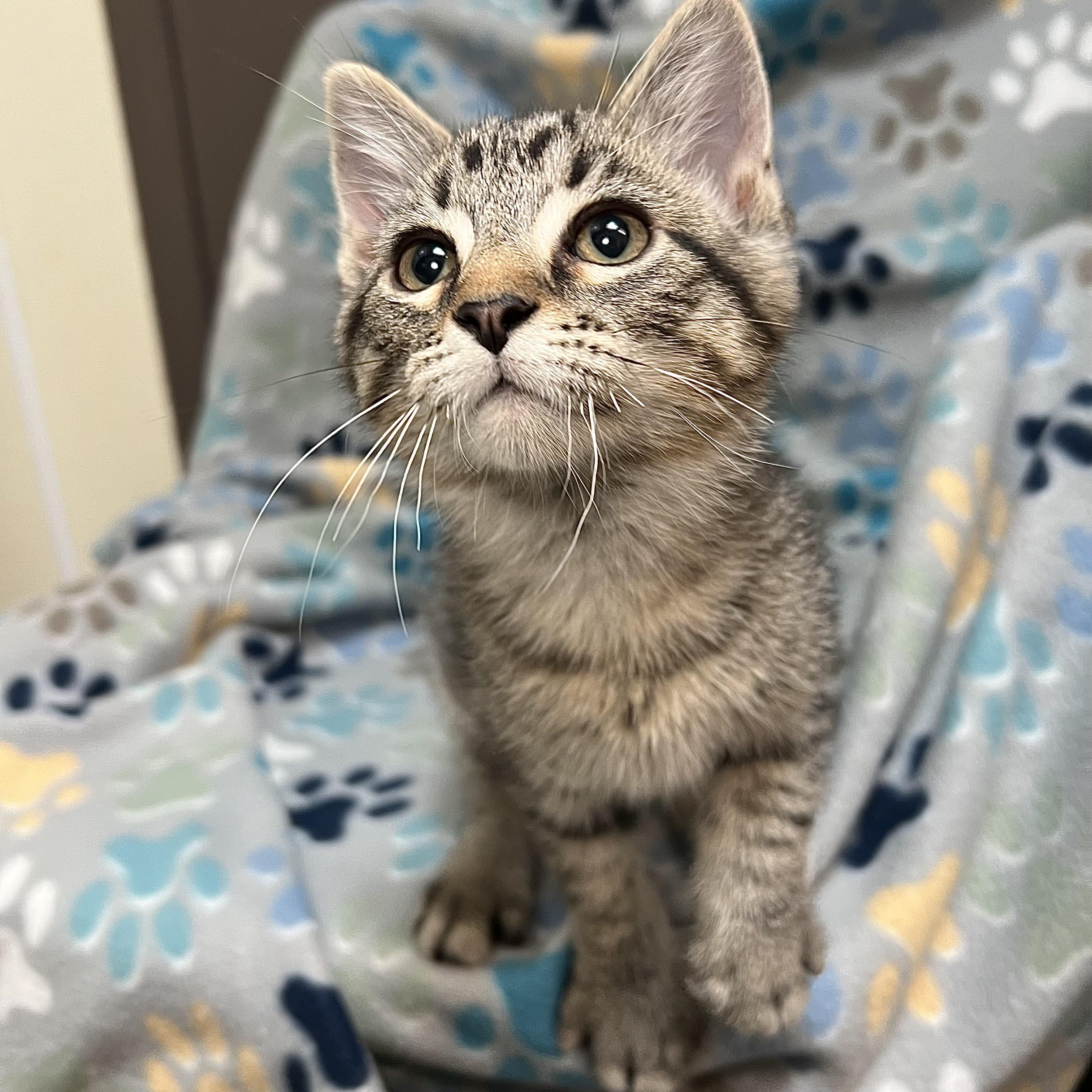 Hanson - At PetSmart in Mankato, a Adoptable Domestic Short Hair in Fairmont, MN image 4/4
