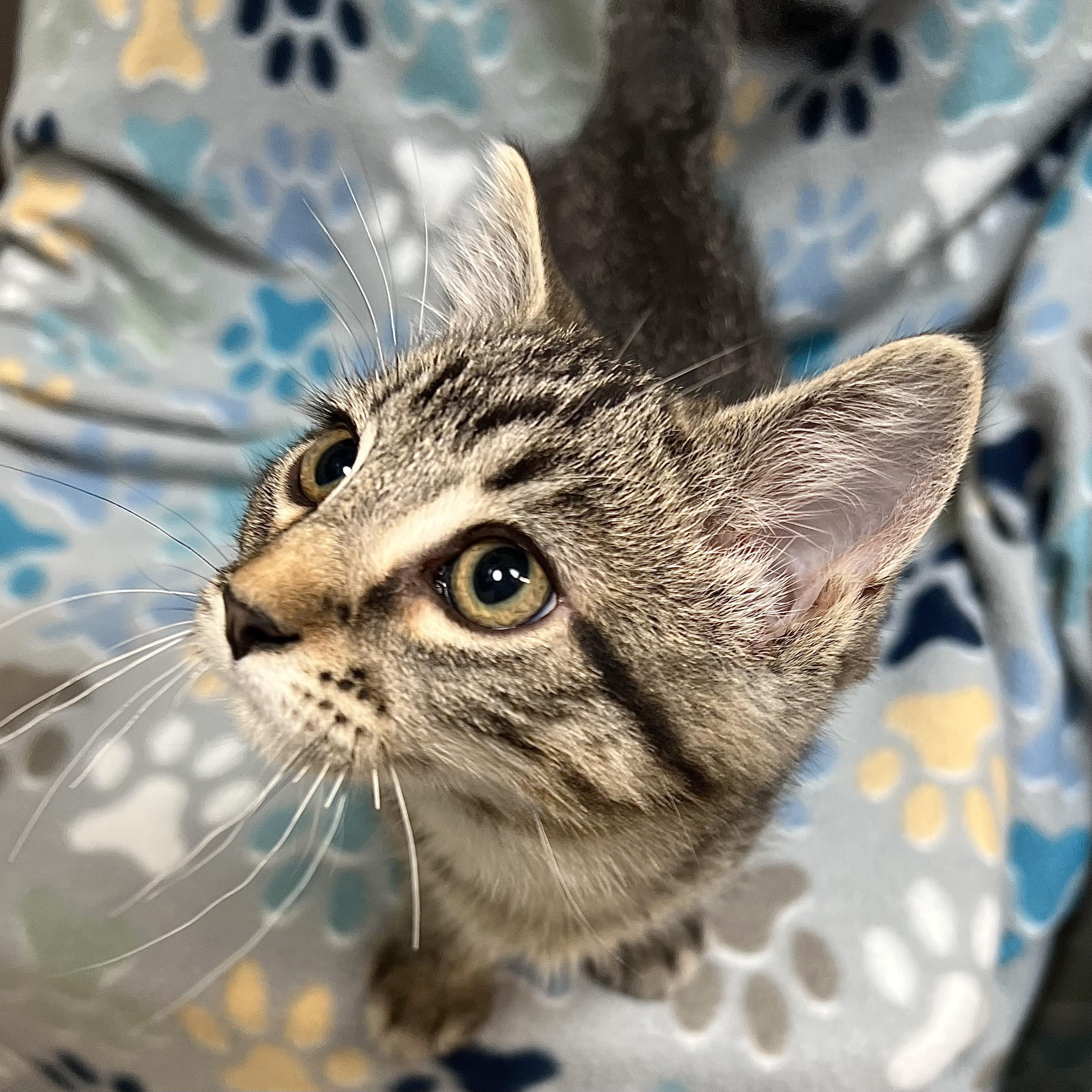 Hanson - At PetSmart in Mankato, a Adoptable Domestic Short Hair in Fairmont, MN image 2/4