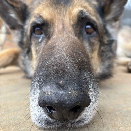 Walter, Adoptable, Senior Male German Shepherd Dog.