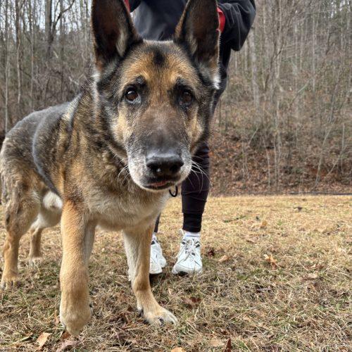 Enlarge Walter, a Adoptable German Shepherd Dog in Raleigh, NC image 3/5