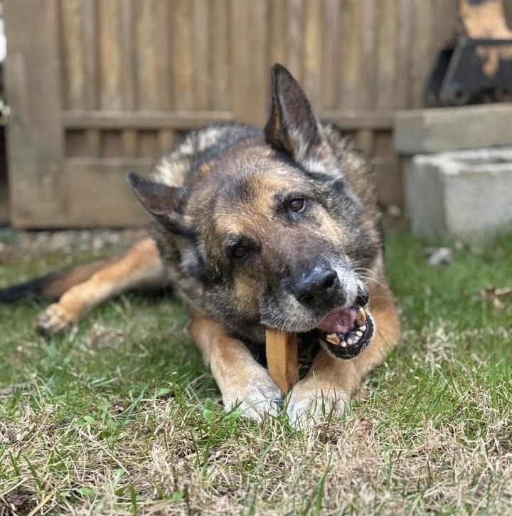 Walter, a Adoptable German Shepherd Dog in Raleigh, NC image 3/5