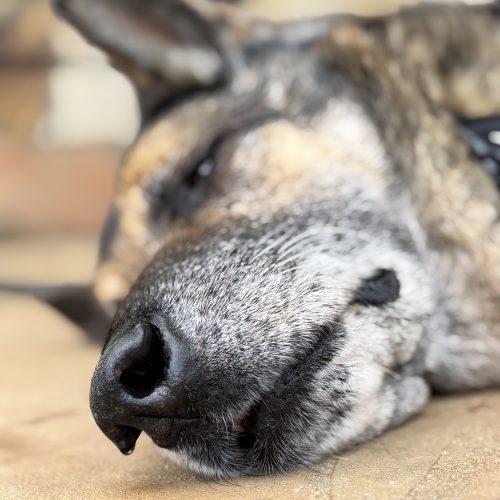 Enlarge Walter, a Adoptable German Shepherd Dog in Raleigh, NC image 4/5