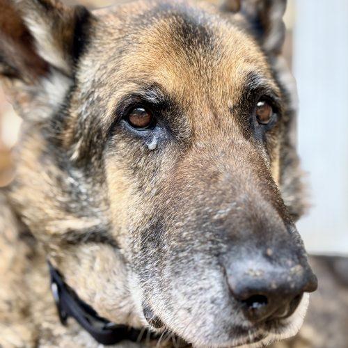 Enlarge Walter, a Adoptable German Shepherd Dog in Raleigh, NC image 5/5