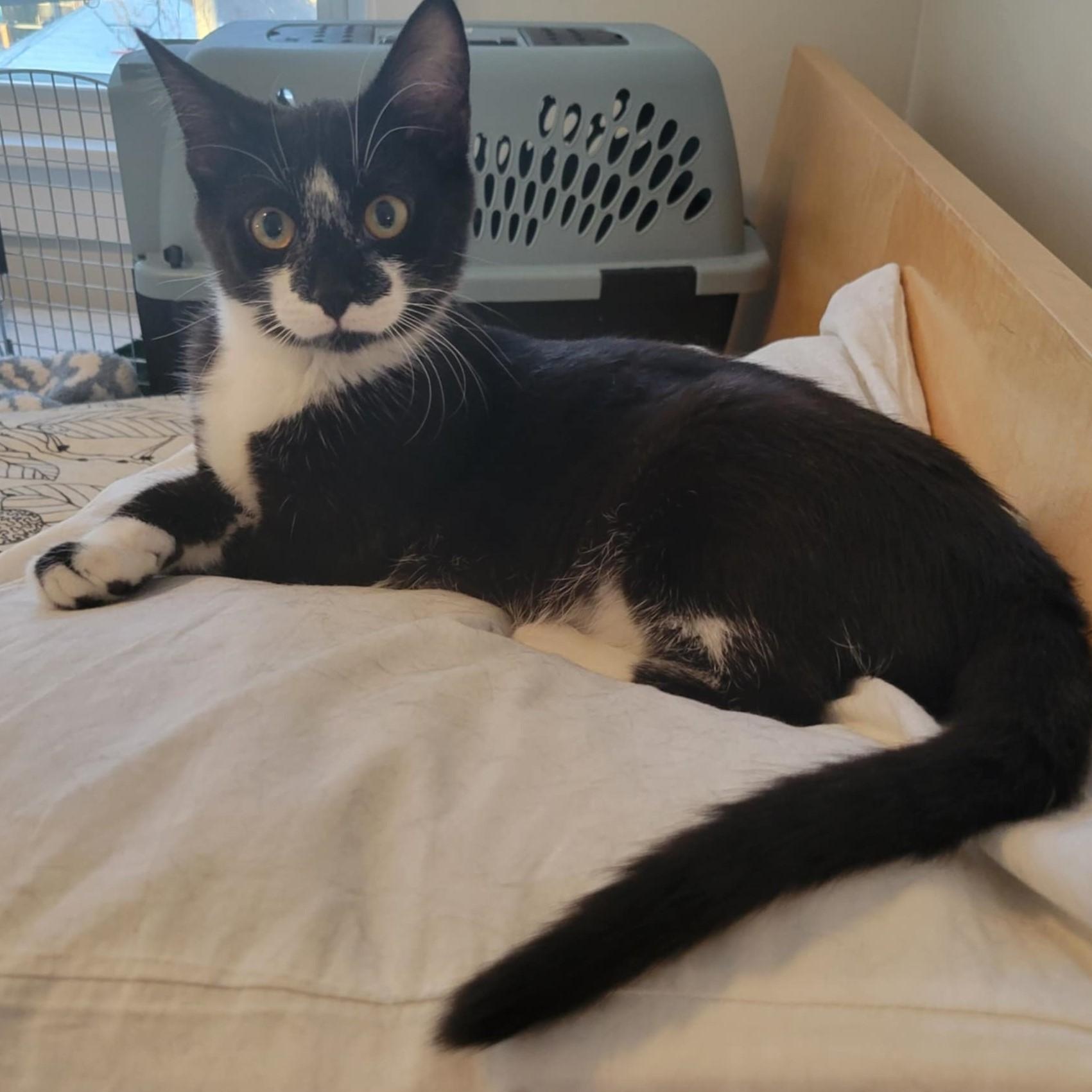 Enlarge Ala Mode, a Adoptable Domestic Short Hair in Kankakee, IL image 5/5