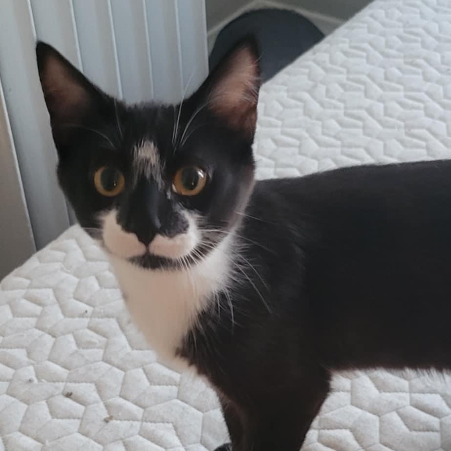 Ala Mode, Adoptable, Young Female Domestic Short Hair.