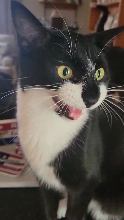Enlarge Ala Mode, a Adoptable Domestic Short Hair in Kankakee, IL video 3/5