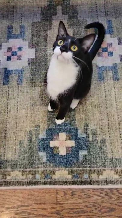 Enlarge Ala Mode, a Adoptable Domestic Short Hair in Kankakee, IL video 4/5