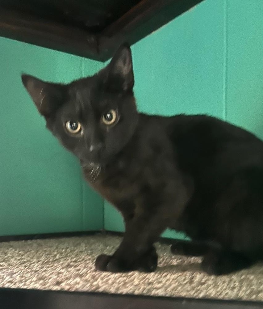 Noche, Adopted, Kitten Male Domestic Short Hair.
