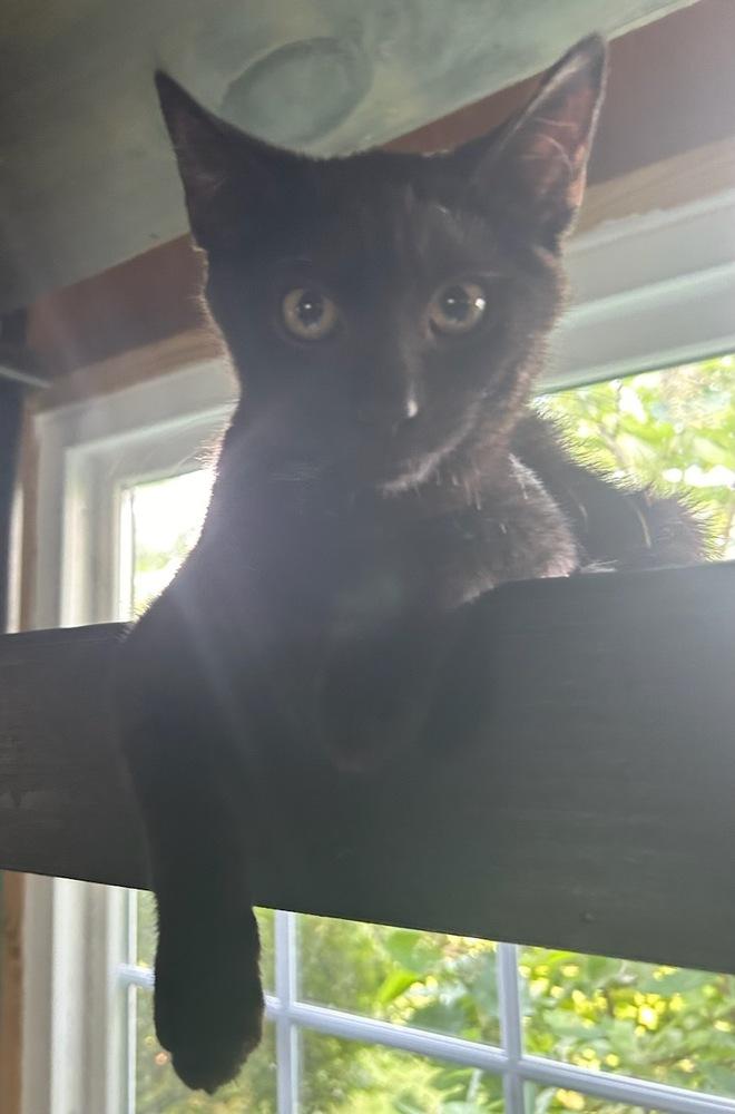 Noche, a Adopted Domestic Short Hair in Willingboro, NJ image 2/3