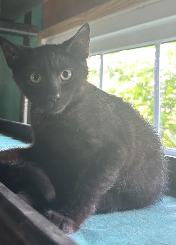 Noche, a Adopted Domestic Short Hair in Willingboro, NJ image 3/3