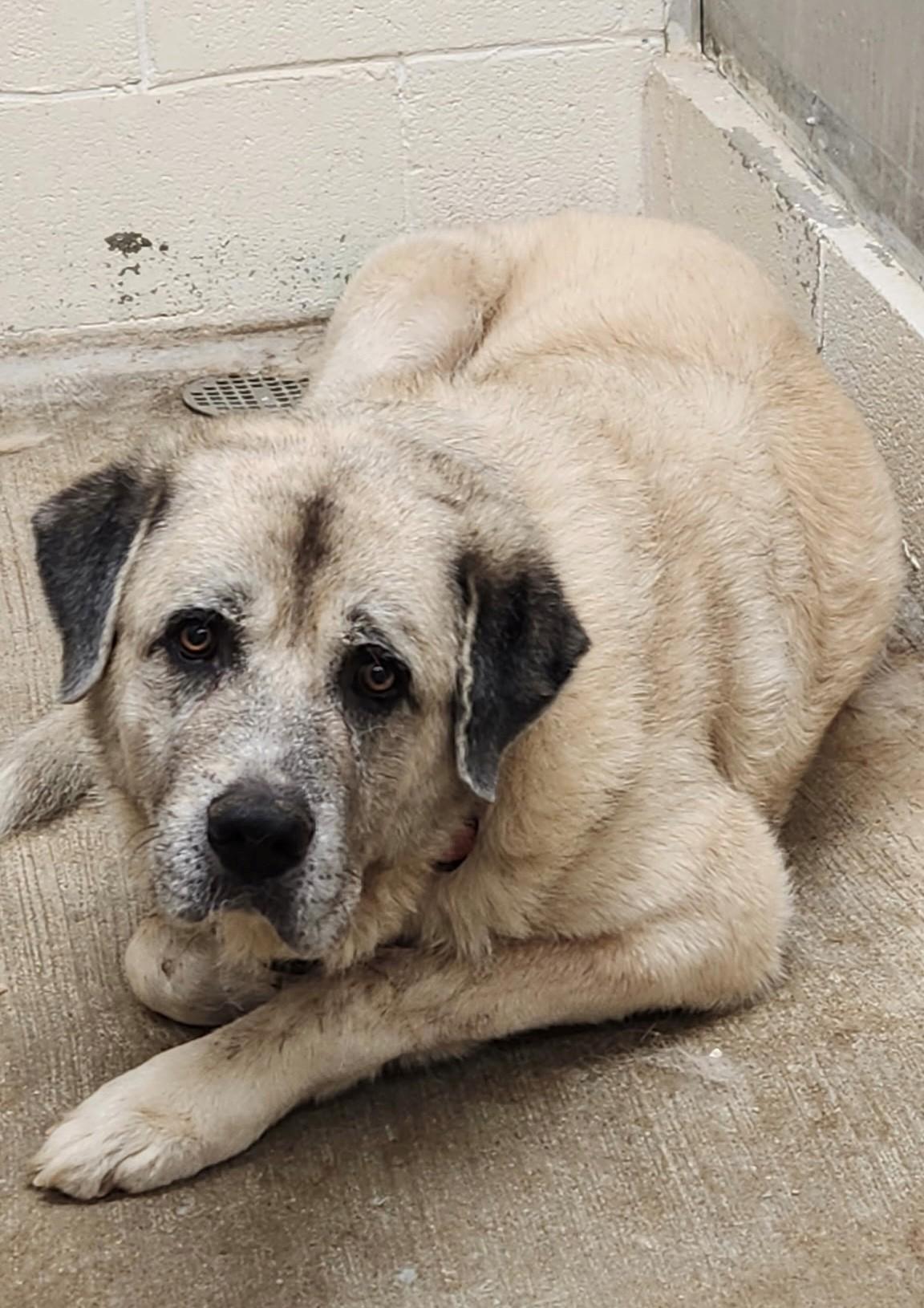 Huck, Adoptable, Adult Male Anatolian Shepherd.
