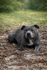 Lottie, ADOPTABLE, Young Female Mixed Breed.