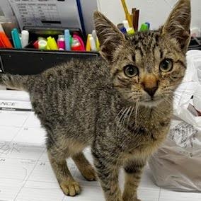 Beans, adopted, Kitten Male American Shorthair.