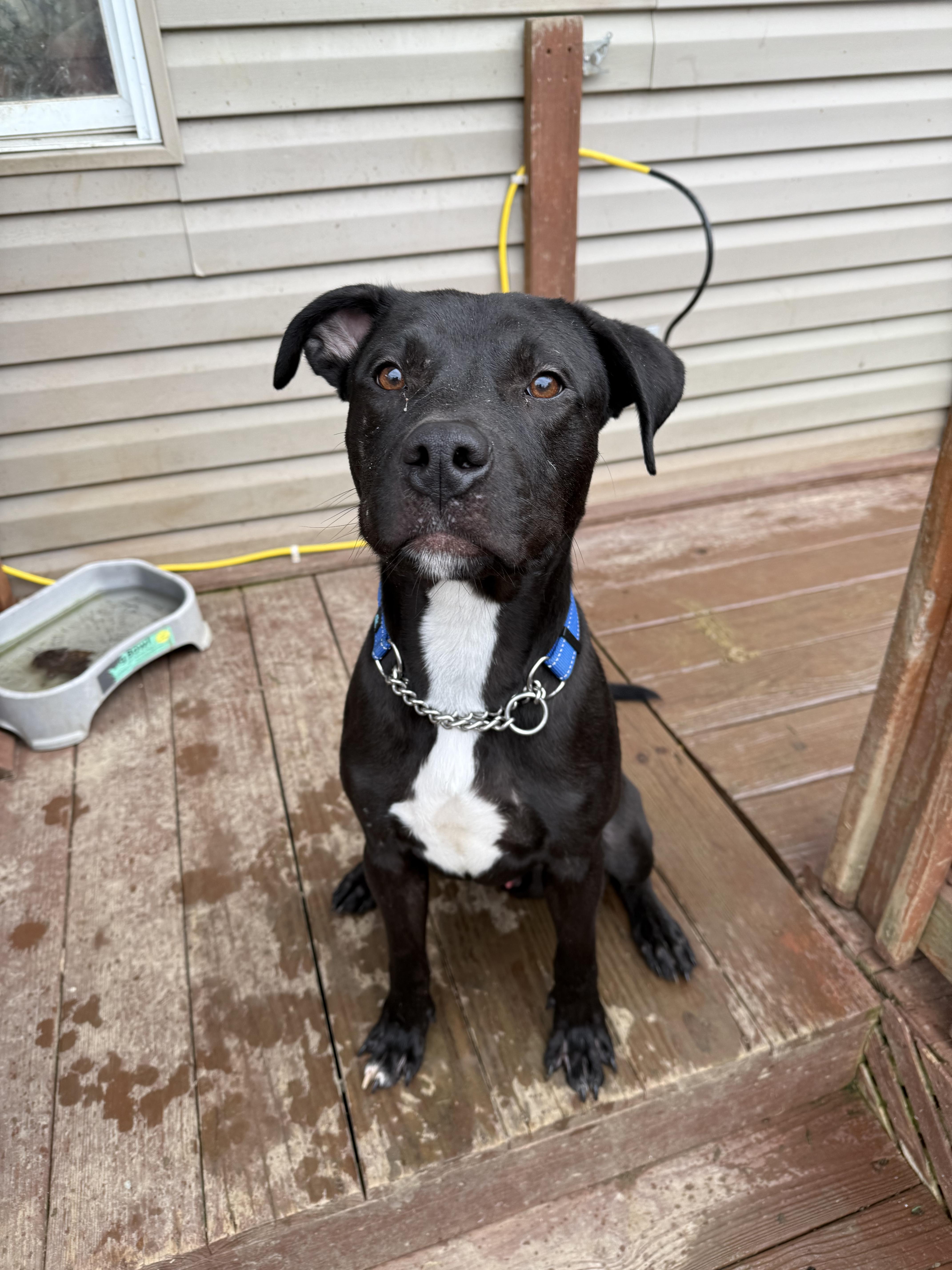 Enlarge Daniel, a Adoptable mixed breed in Stahlstown, PA image 1/6