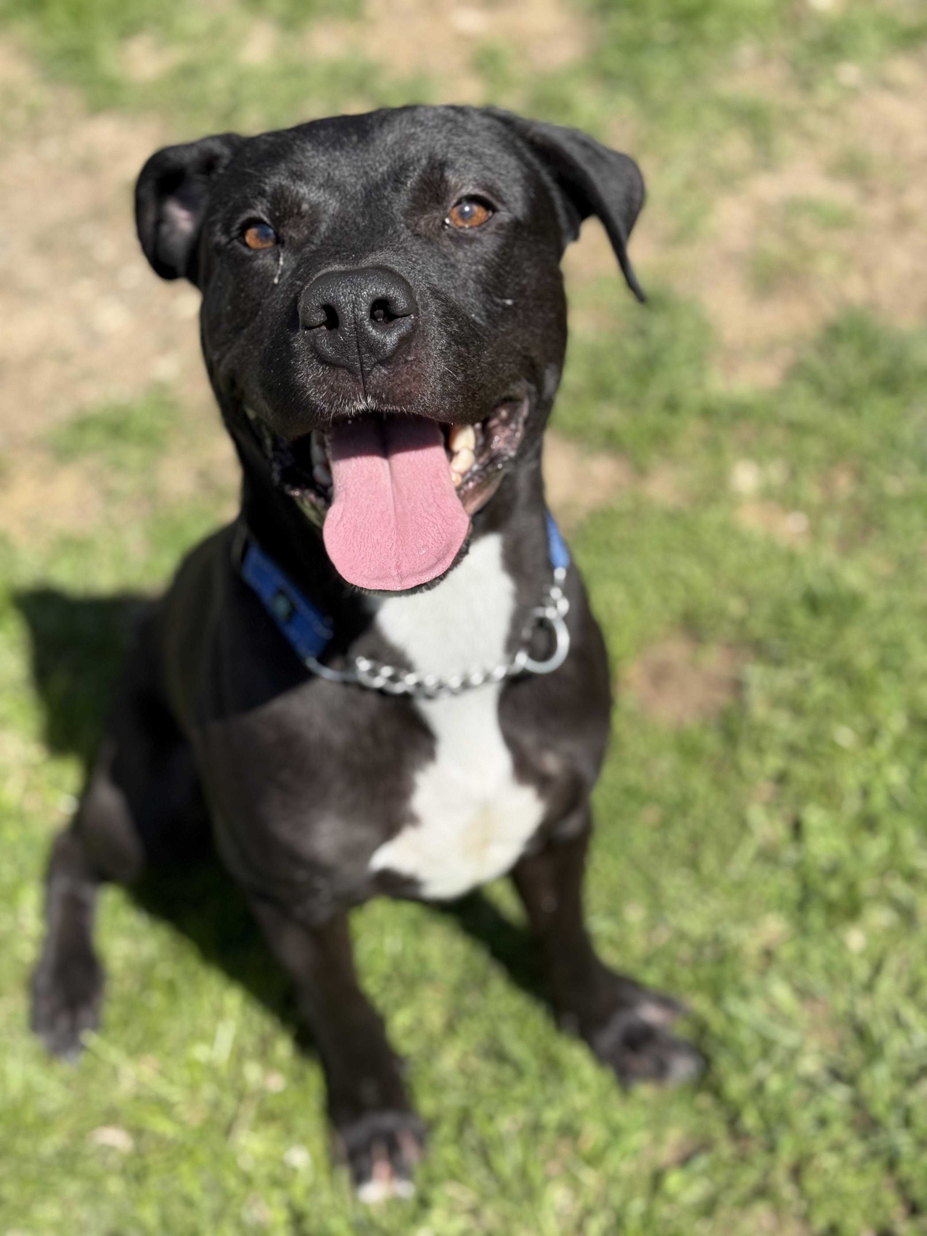 Enlarge Daniel, a Adoptable mixed breed in Stahlstown, PA image 6/6