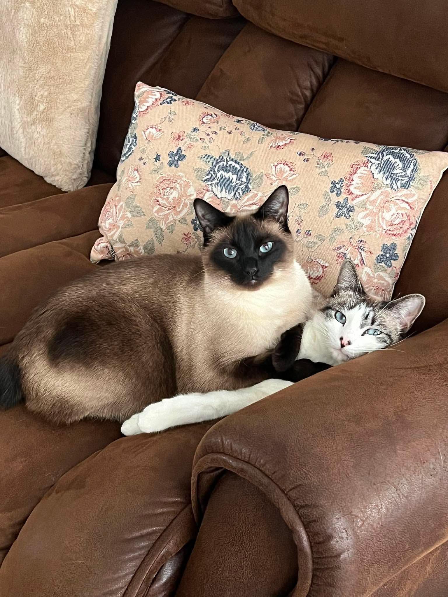 Mars and Belle, Adopted, Young Male Siamese.