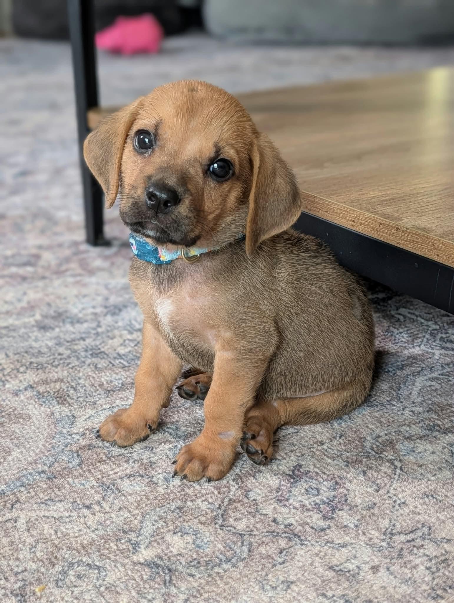 Earl, Adoptable, Puppy Male Dachshund & Beagle.