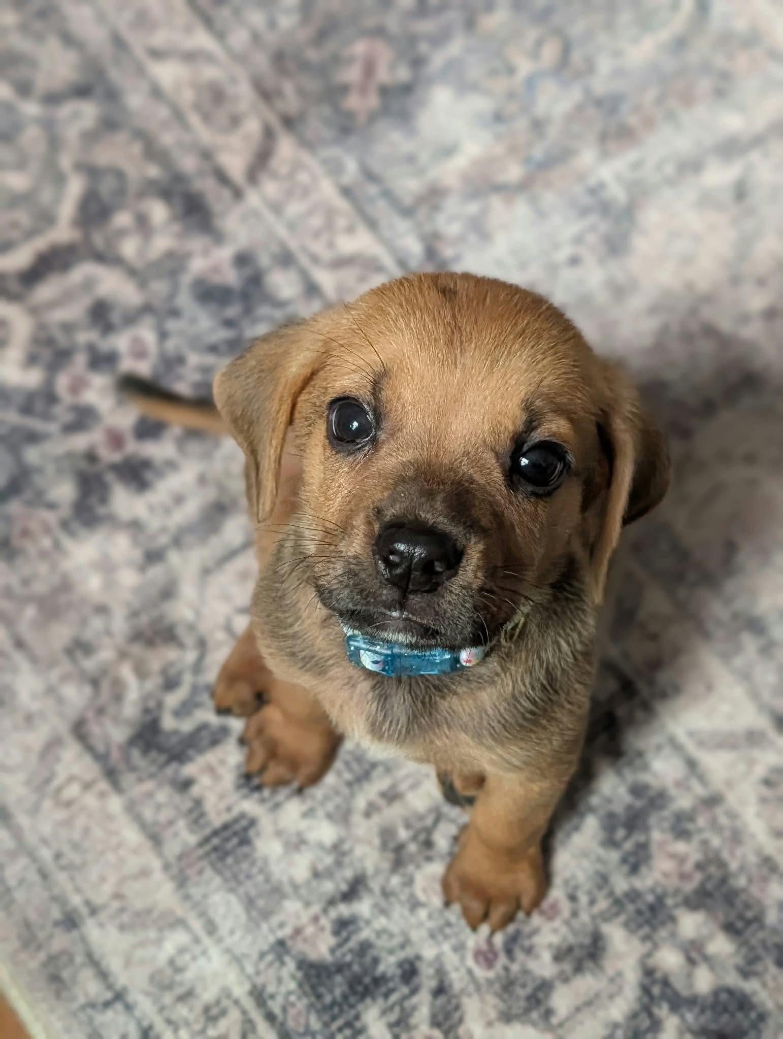 Enlarge Earl, a Adoptable mixed breed in Byron, IL image 2/2
