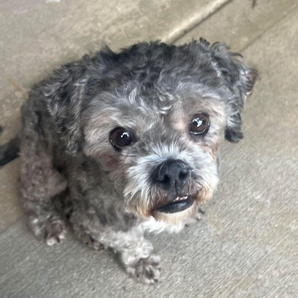 Enlarge Dale, a ADOPTABLE mixed breed in Barrington, IL image 6/6