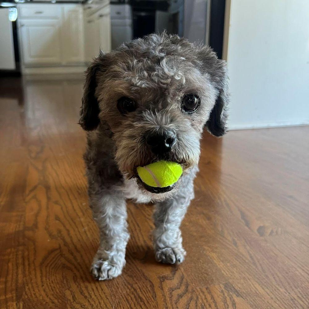 Enlarge Dale, a ADOPTABLE mixed breed in Barrington, IL image 2/6