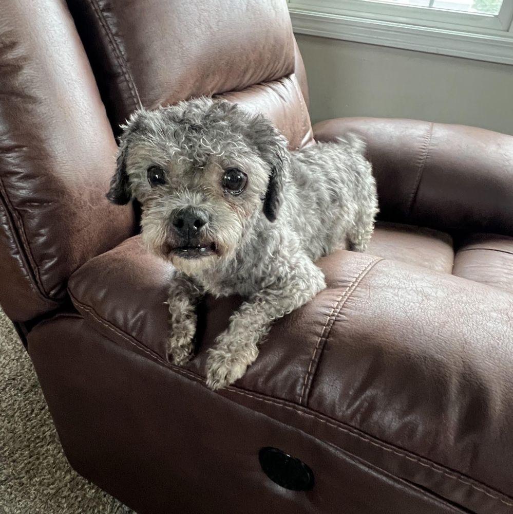 Enlarge Dale, a ADOPTABLE mixed breed in Barrington, IL image 3/6