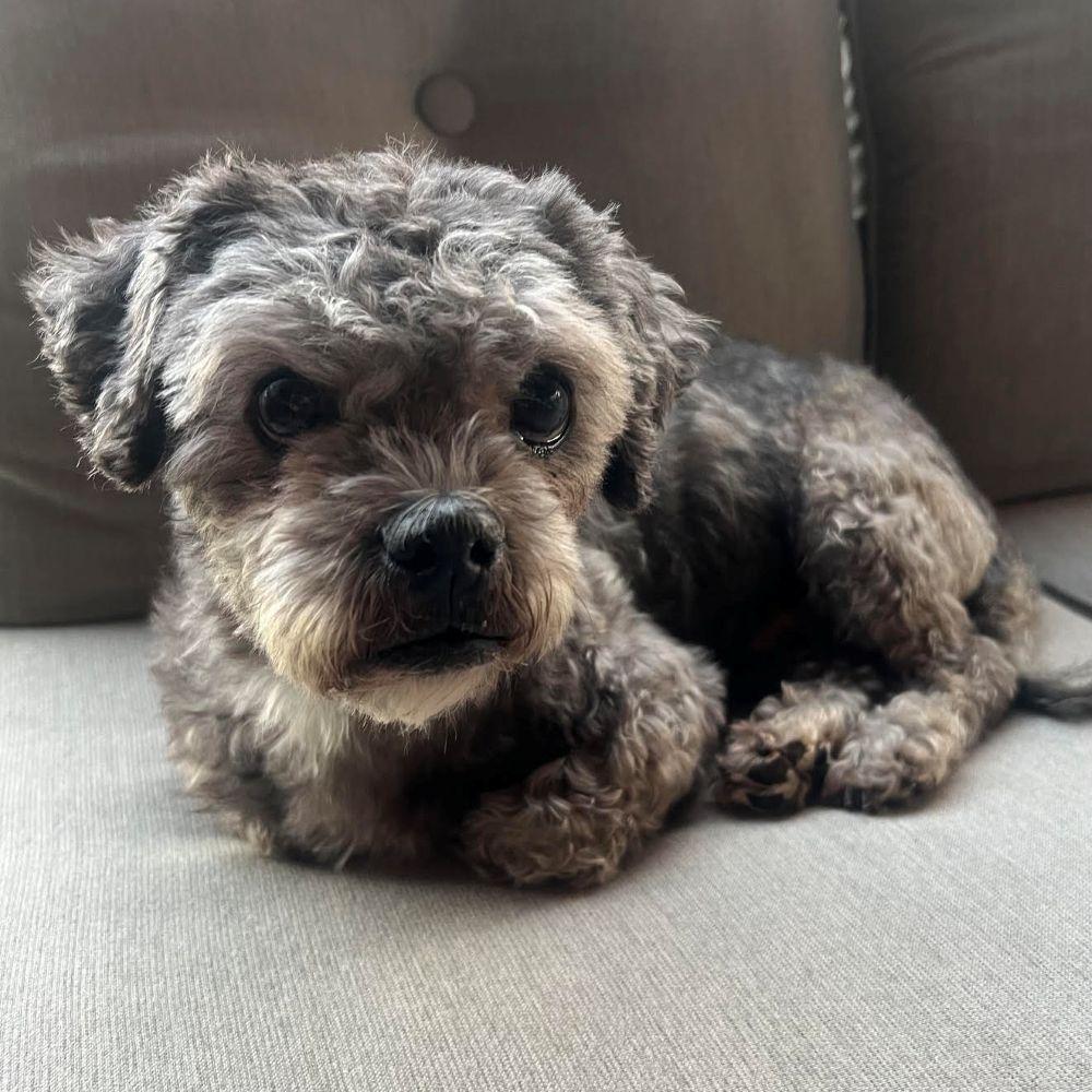 Enlarge Dale, a ADOPTABLE mixed breed in Barrington, IL image 1/6