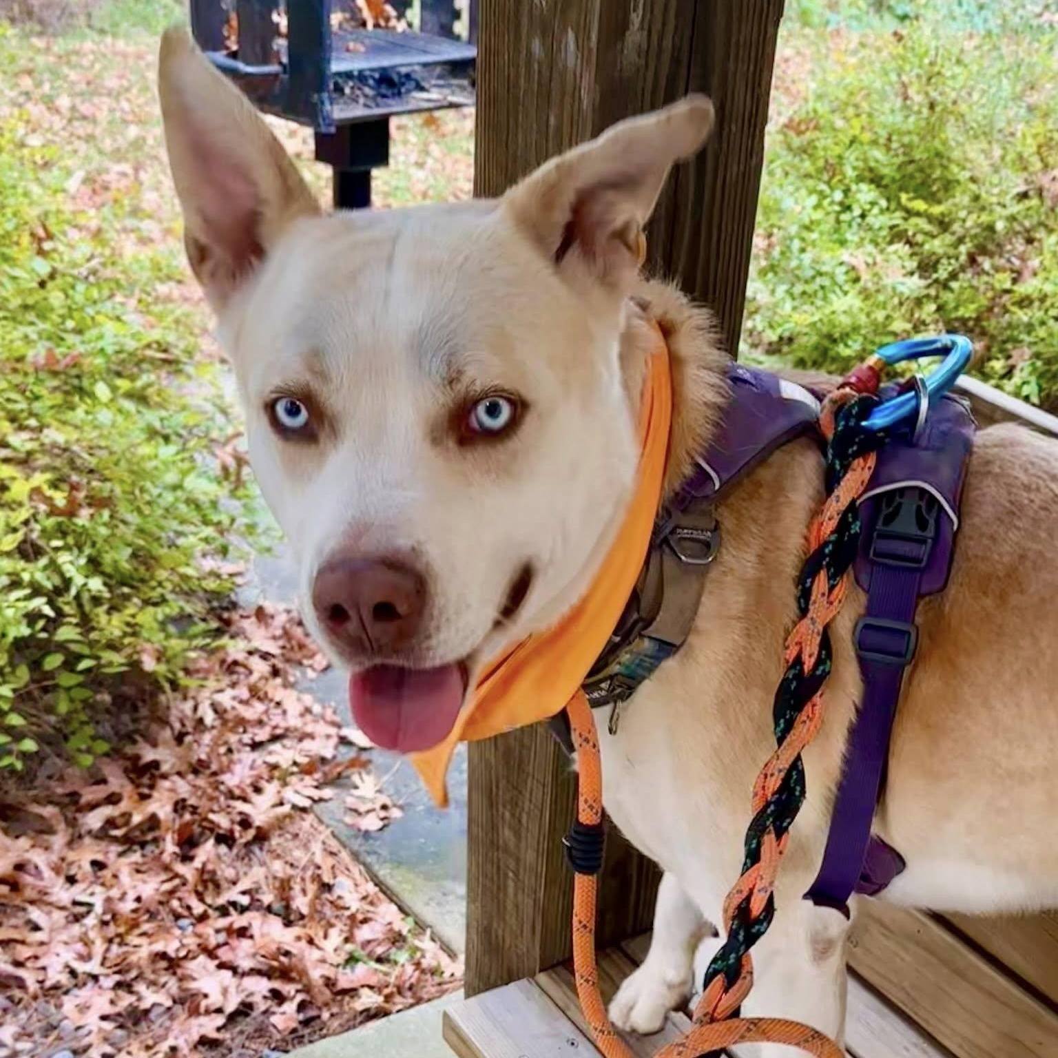 Enlarge Chico, a Adoptable mixed breed in Black River Falls, WI image 1/3