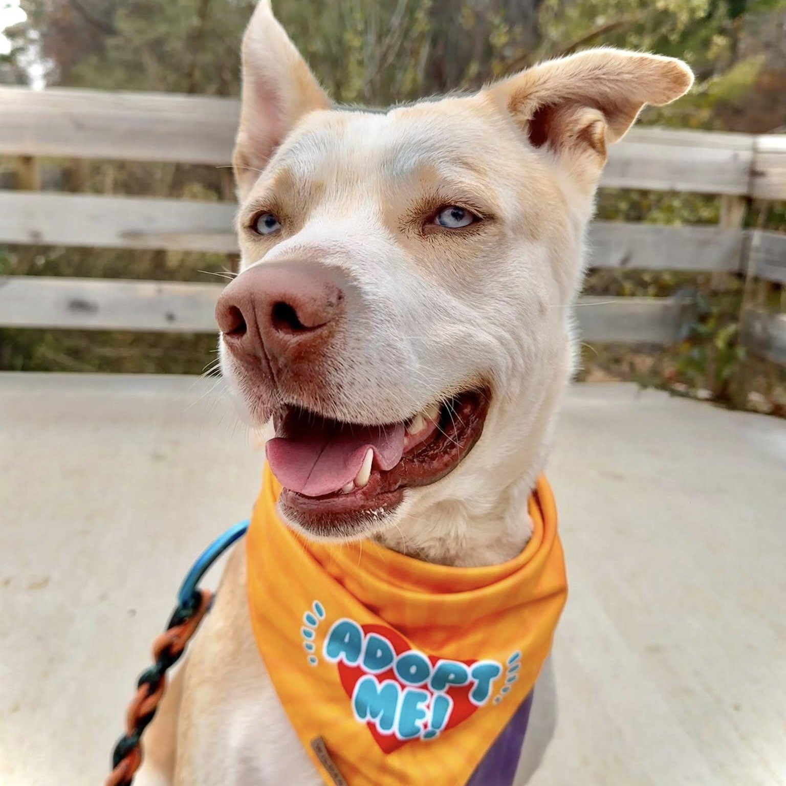 Chico, Adoptable, Adult Male Husky & Labrador Retriever.