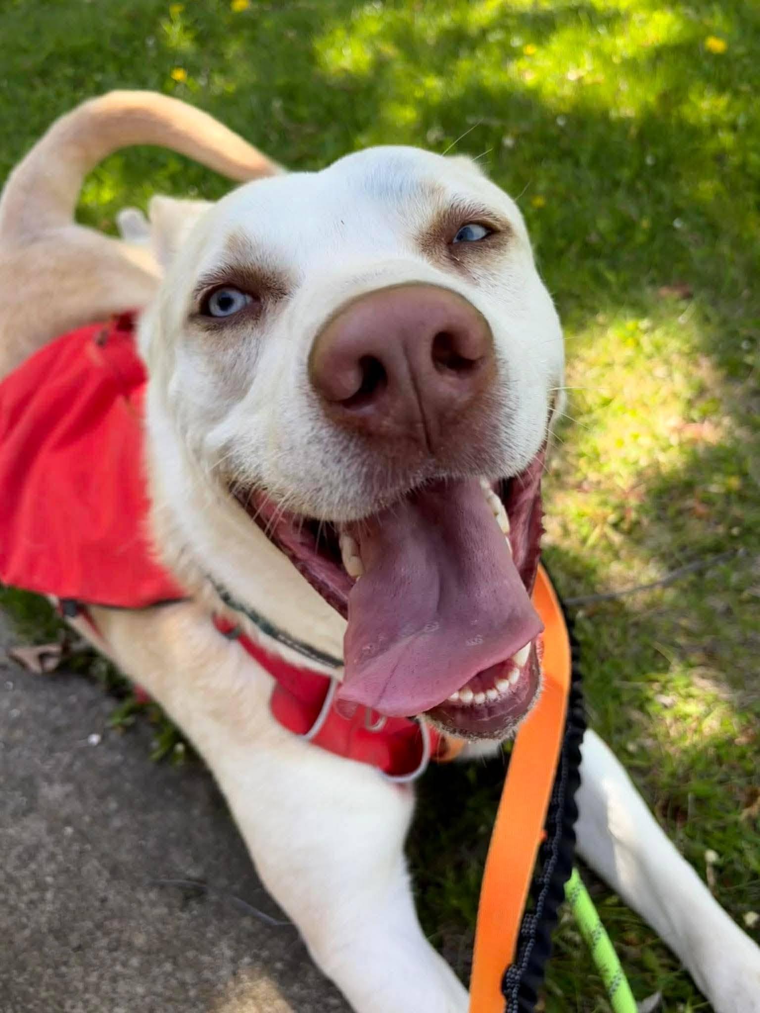 Chico, Adoptable, Adult Male Husky & Labrador Retriever.