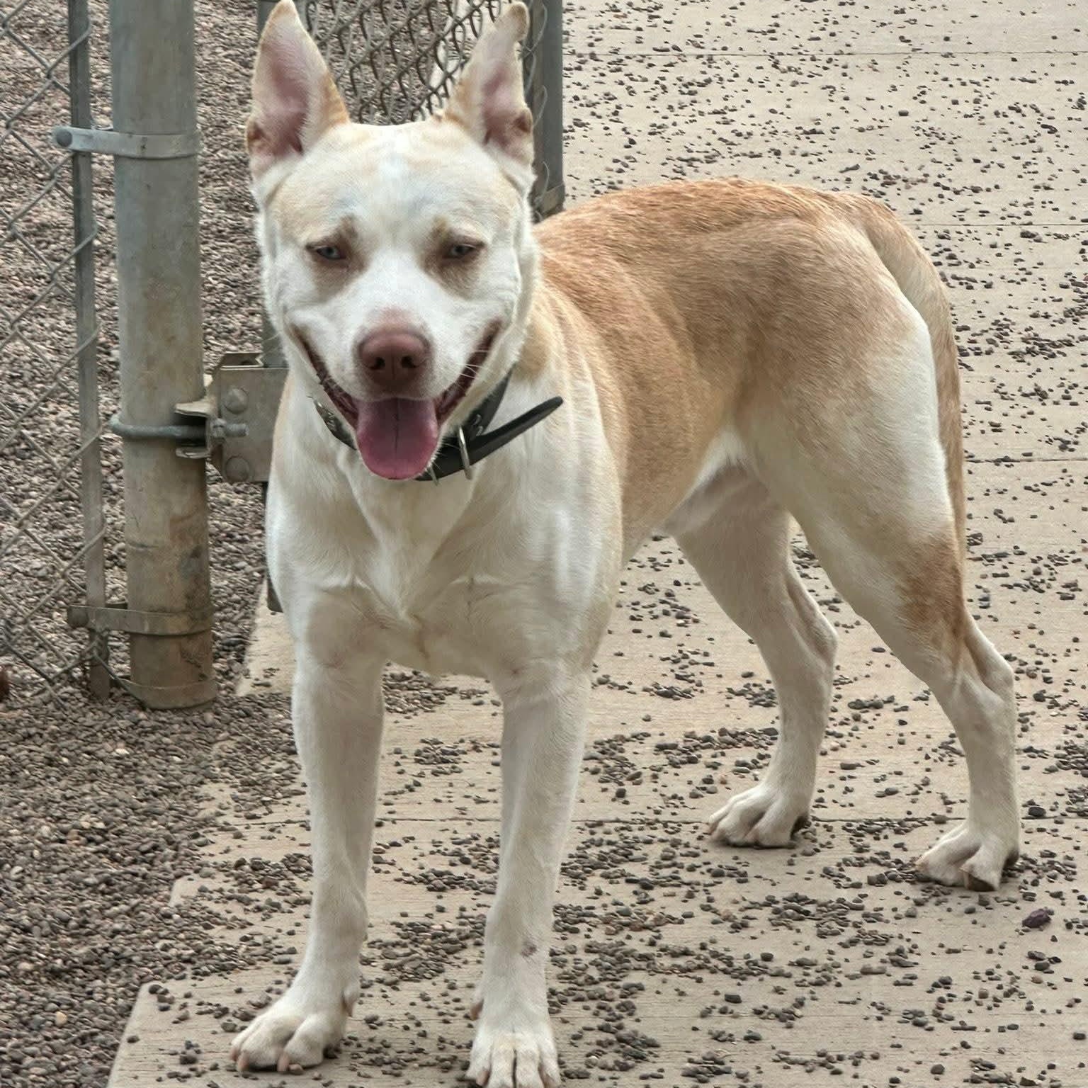 Enlarge Chico, a Adoptable mixed breed in Black River Falls, WI image 3/3