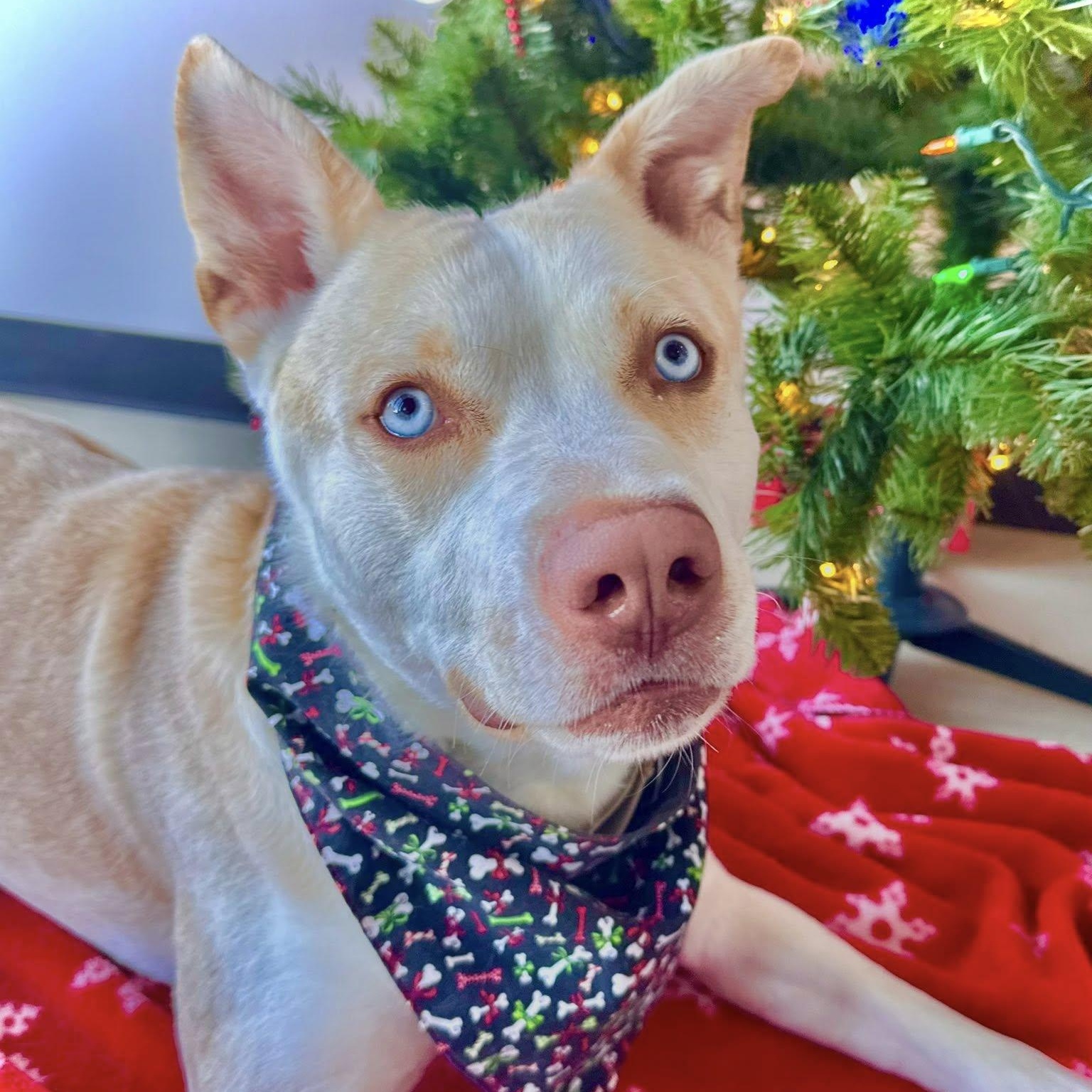 Enlarge Chico, a Adoptable mixed breed in Black River Falls, WI image 3/4