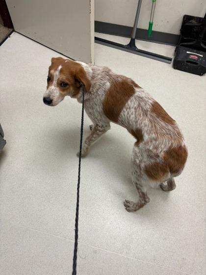 Bonita, Adoptable, Young Female Cattle Dog & Mixed Breed.