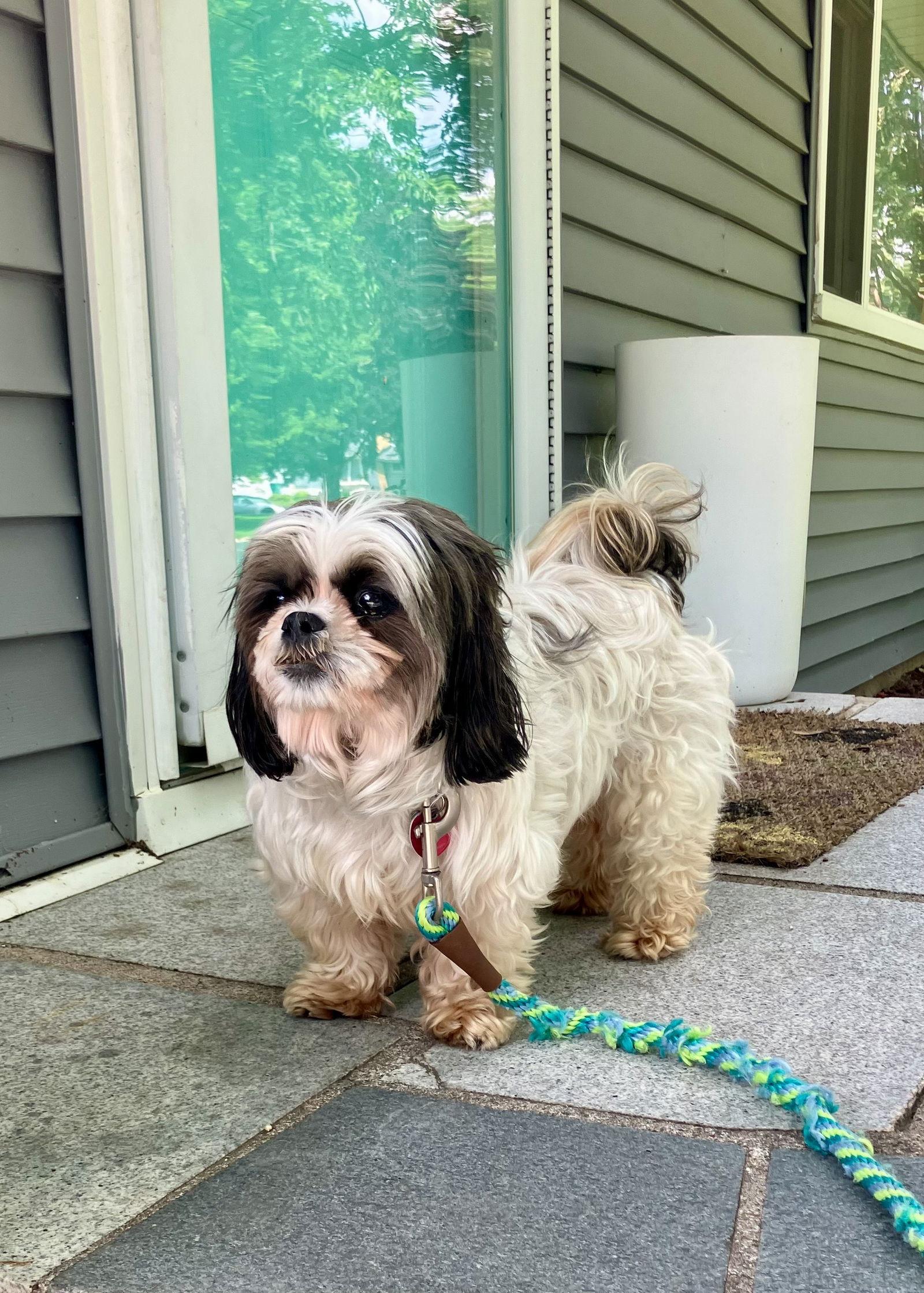 Theo D6096, Adoptable, Adult Male Shih Tzu.