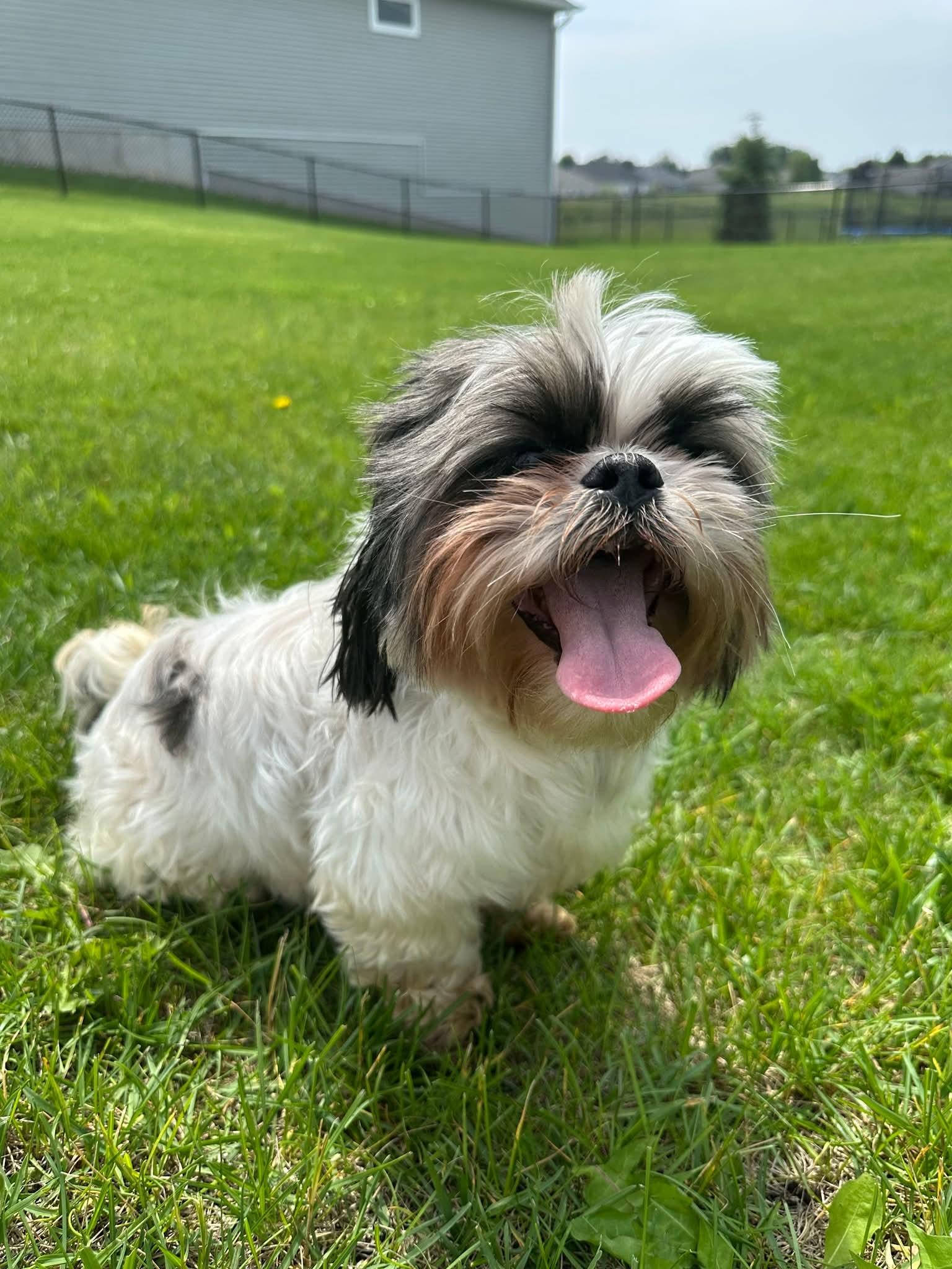 Enlarge Theo D6096, a Adoptable Shih Tzu in minneapolis, MN image 2/3