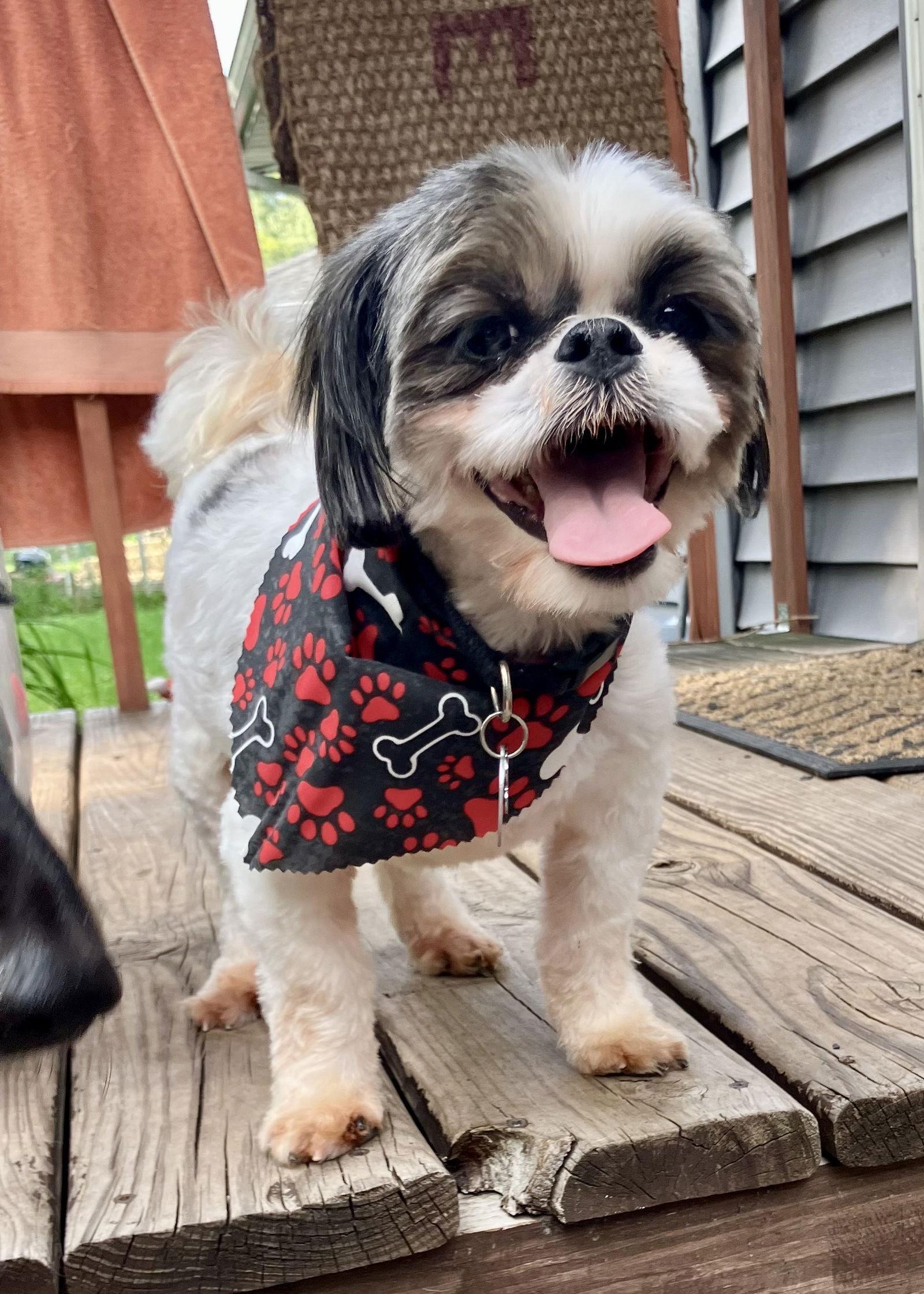 Enlarge Theo D6096, a Adoptable Shih Tzu in minneapolis, MN image 3/3