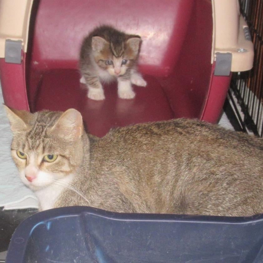 Butterfly — thumbnail 2