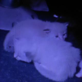 Butterfly — thumbnail 3