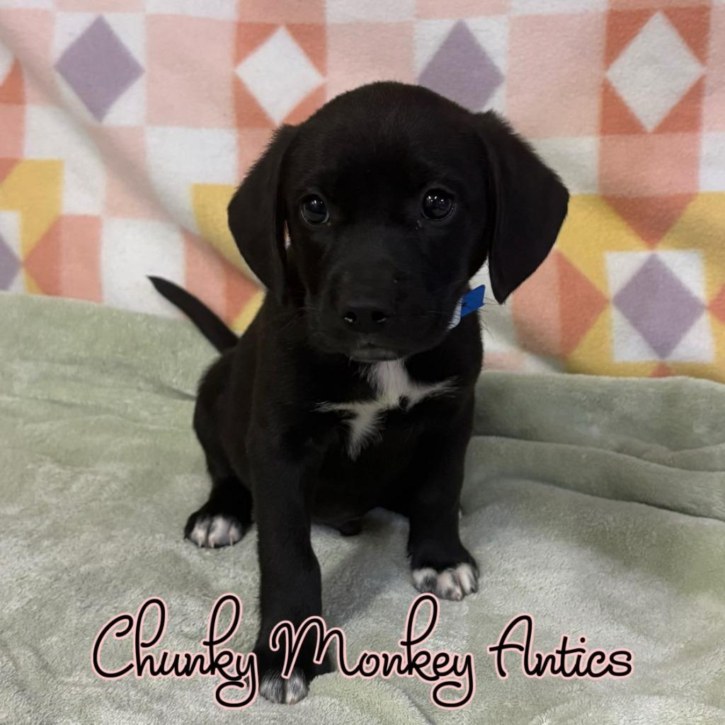Chunky Monkey Antics, a Adoptable mixed breed in Hillsboro, OH image 1/2