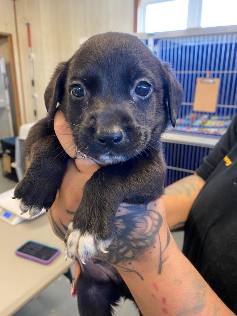 Chunky Monkey Antics, a Adoptable mixed breed in Hillsboro, OH image 2/2