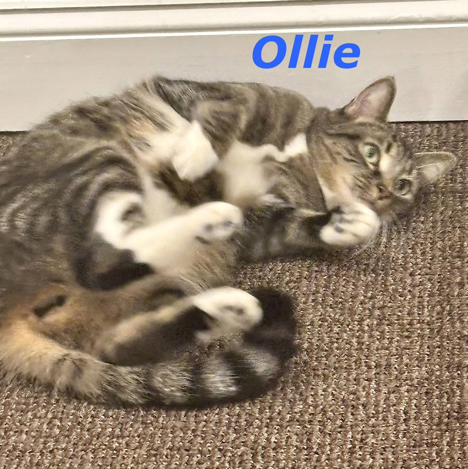 Ollie (Bonded with Smokey), a Adoptable Domestic Short Hair in Reston, VA image 2/3