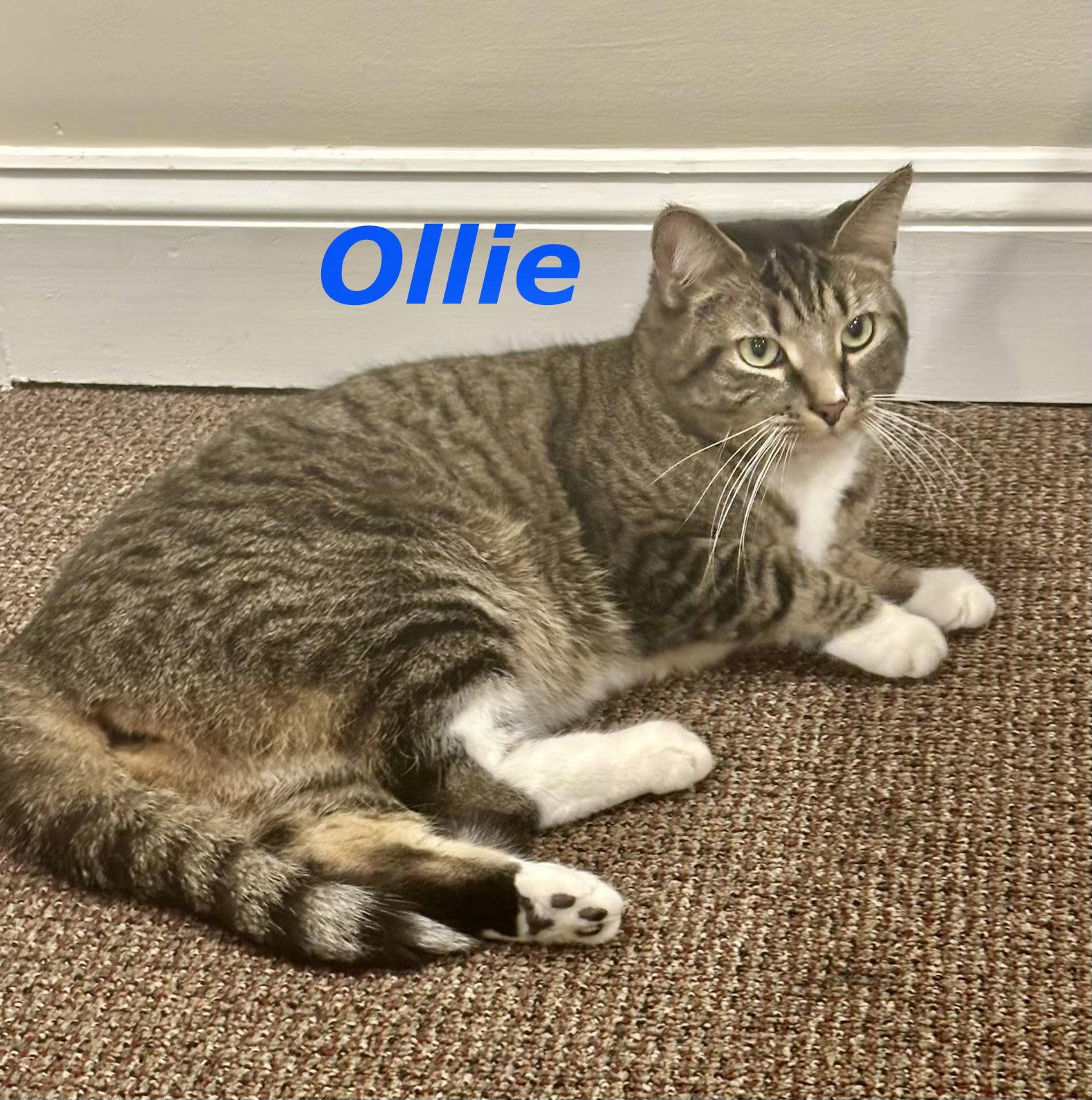 Ollie (Bonded with Smokey), Adoptable, Adult Male Domestic Short Hair.