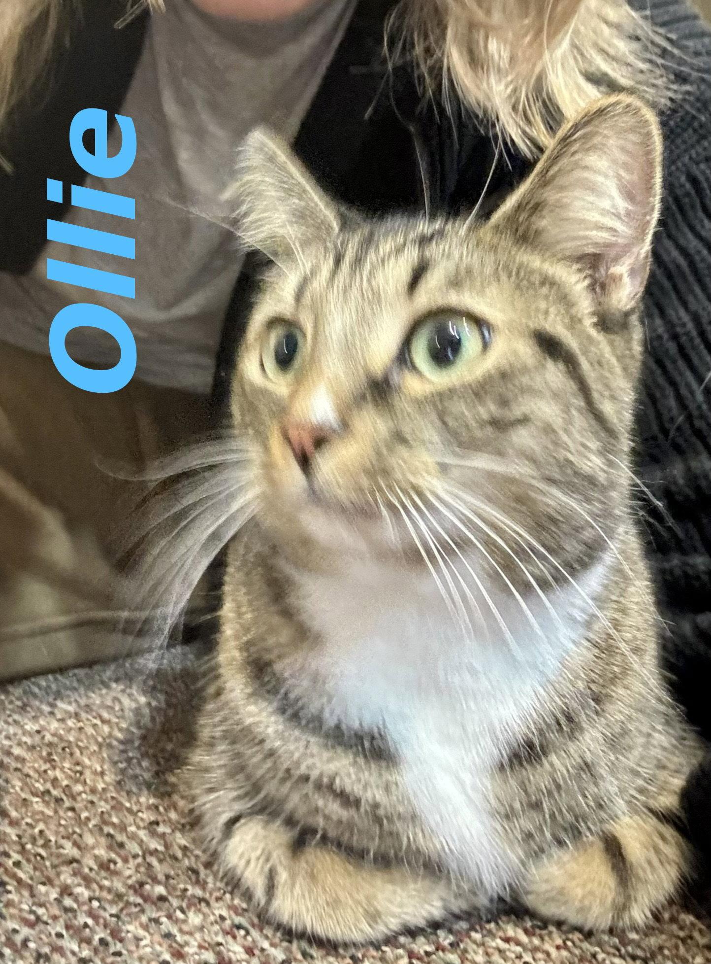 Ollie (Bonded with Smokey), Adoptable, Adult Male Domestic Short Hair.