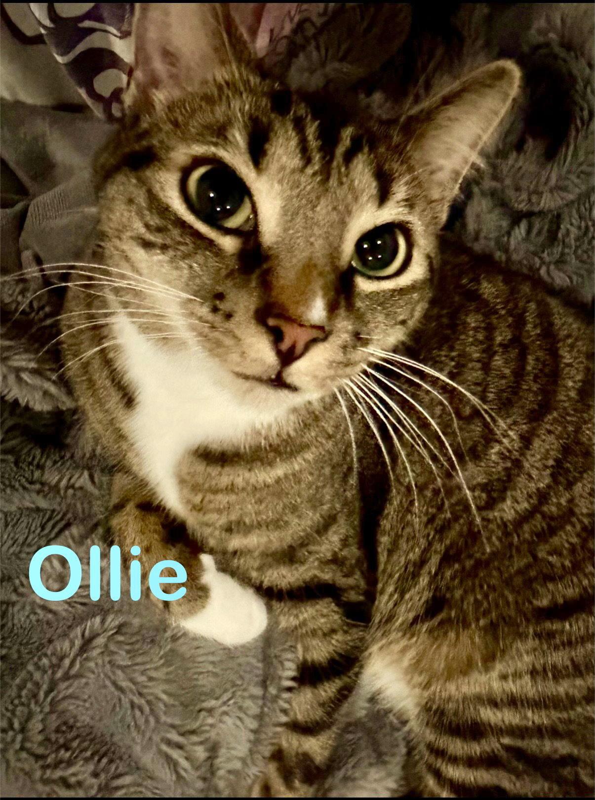Ollie (Bonded with Smokey), a Adoptable Domestic Short Hair in Reston, VA image 3/3