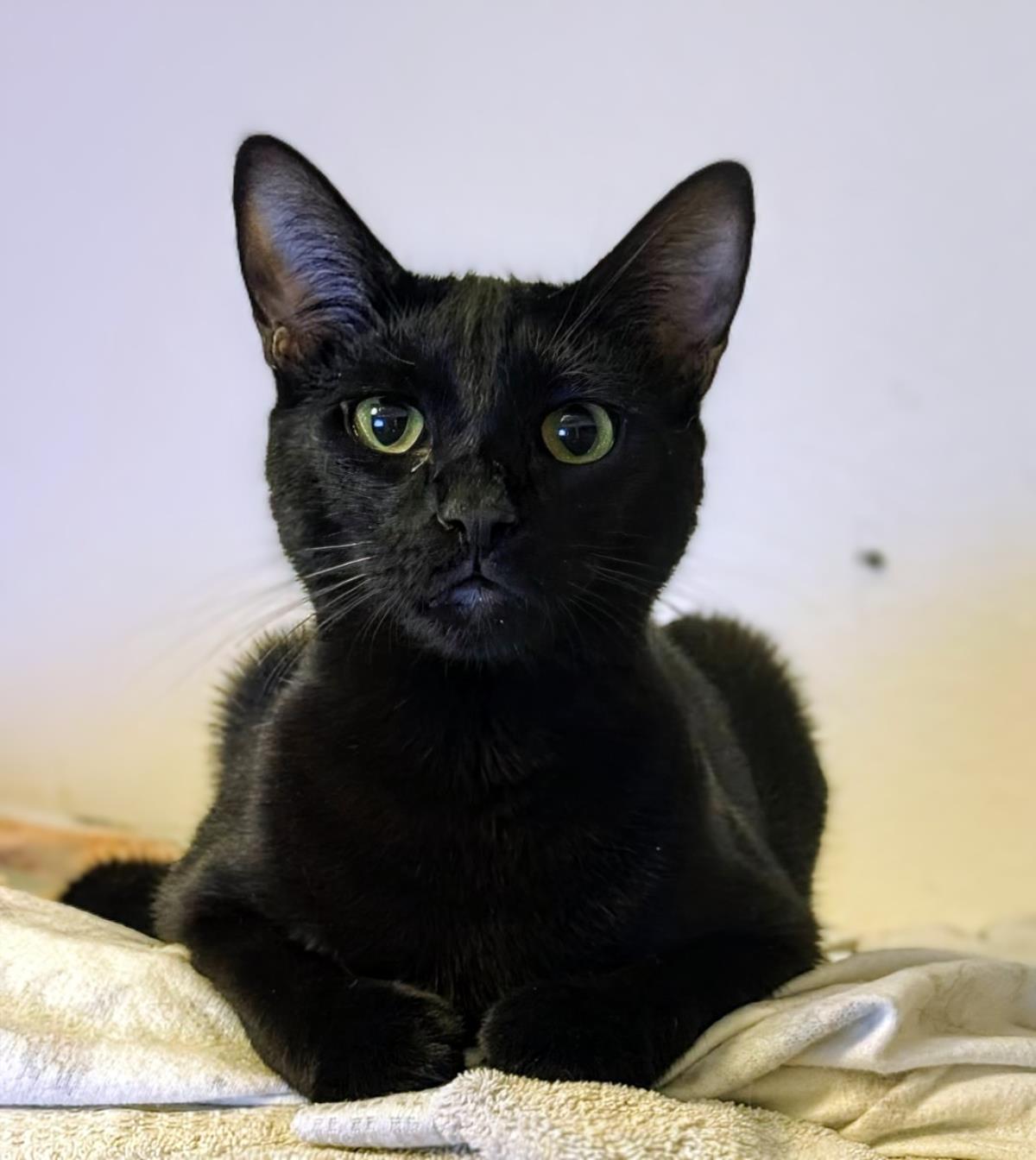 Runner Sol Bonded To Wispy Puff, a Adoptable Domestic Short Hair in Chandler, AZ image 1/3