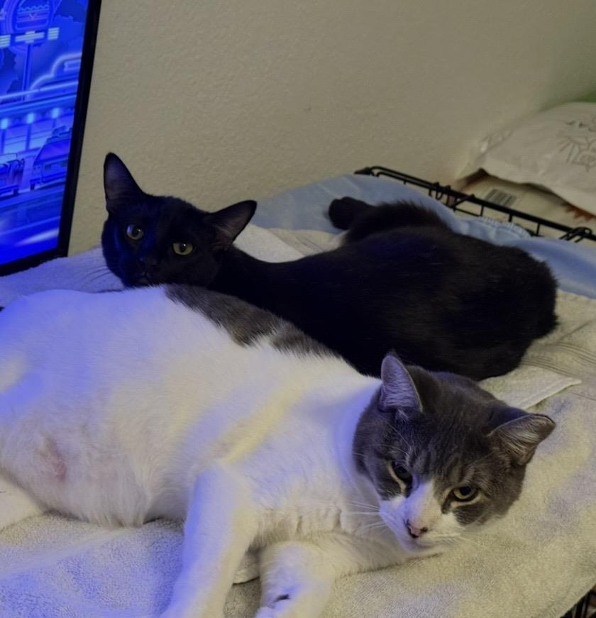 Runner Sol, a Adoptable Domestic Short Hair in Chandler, AZ image 2/3