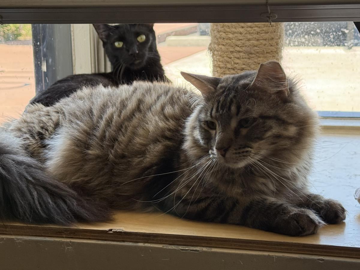 Runner Sol Bonded To Wispy Puff, a Adoptable Domestic Short Hair in Chandler, AZ image 2/3