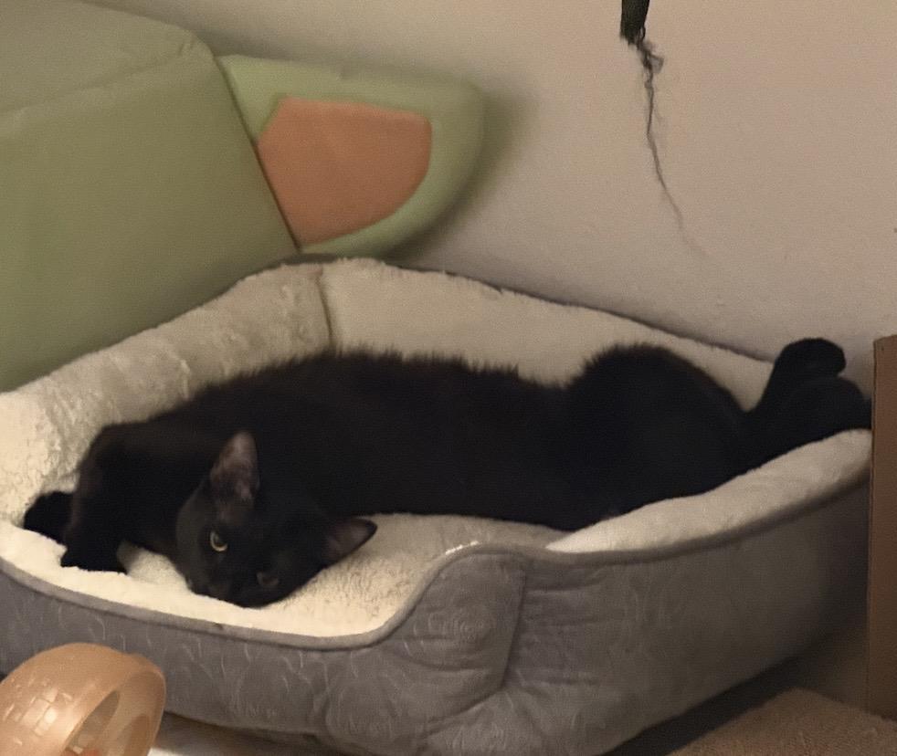 Runner Sol Bonded To Wispy Puff, a Adoptable Domestic Short Hair in Chandler, AZ image 3/3